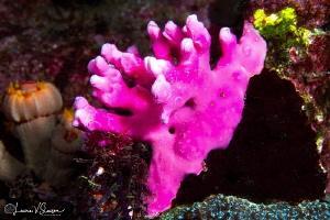 Pink Coral/Photographed with a Canon 60 mm macro lens at ... by Laurie Slawson 